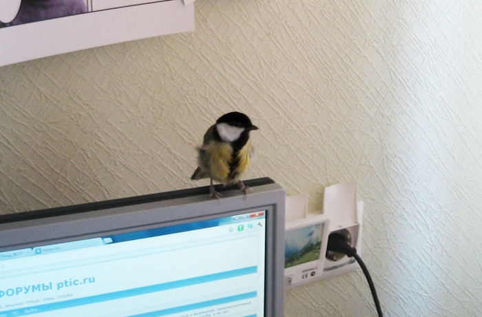 4805953_IMG_1292 (700x460, 239Kb)