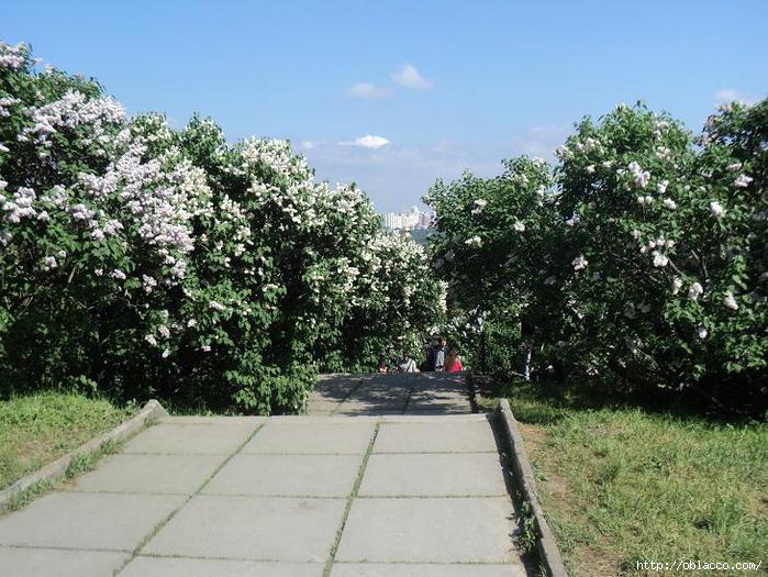 Сирень. Киев, ботанический сад