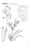  Momotani - Origami Alpine Flowers_21 (476x700, 43Kb)
