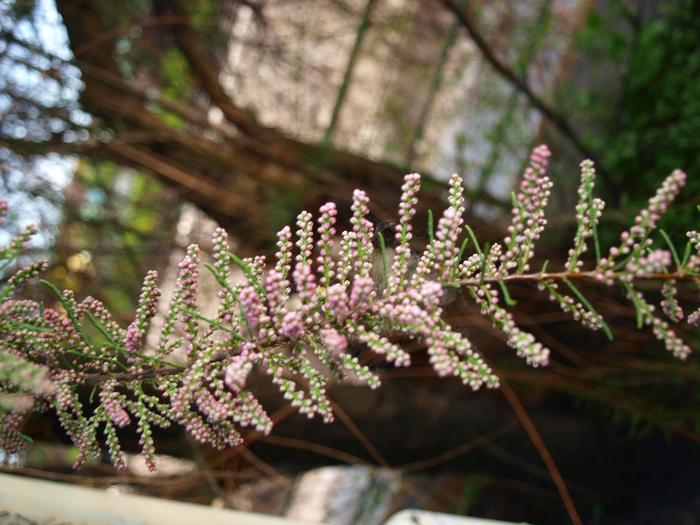 P4283557 (700x525, 462Kb)