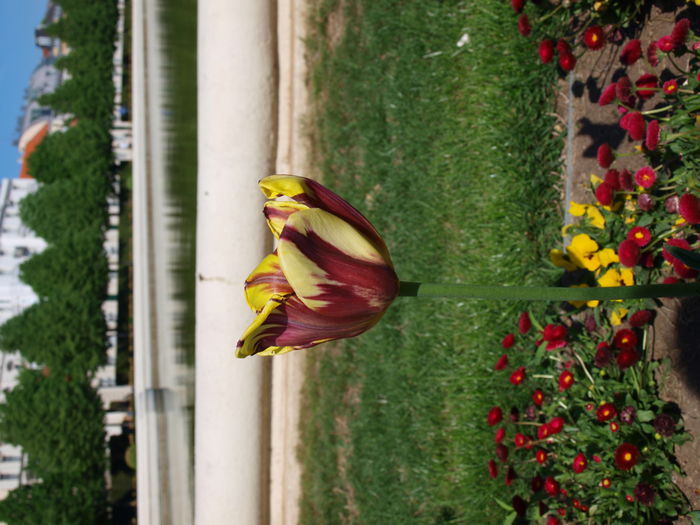 P4303567 (700x525, 447Kb)