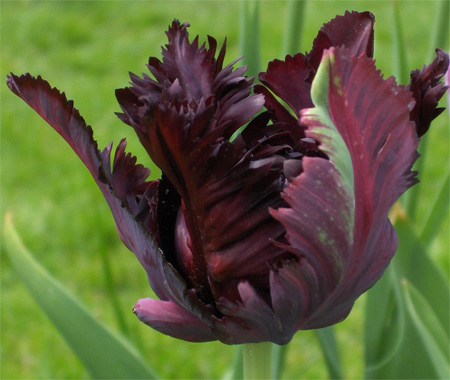 natural-black-flowers (450x380, 62Kb)