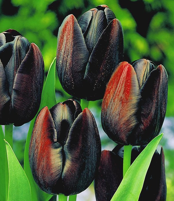 Tulip Koningin van de Nacht (606x700, 125Kb)