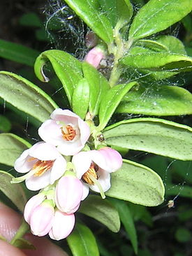 275px-Vaccinium_vitis-idaea_flowers (275x367, 30Kb)