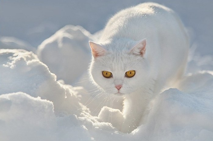 white cat (2) (700x465, 43Kb)