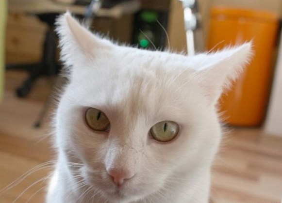 white cat (6) (581x419, 34Kb)