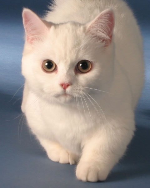 white cat (11) (480x600, 27Kb)