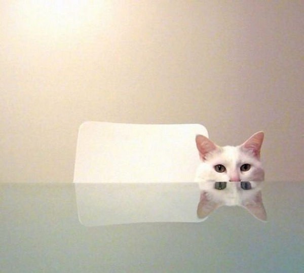 white cat (23) (600x539, 30Kb)