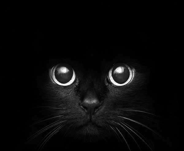1337115830_Black_Cats_1 (600x494, 20Kb)