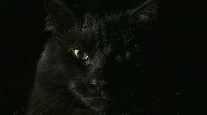 Black Cats (17) (700x388, 216Kb)