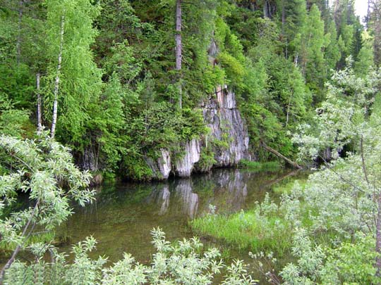 Смешанный лес картинки