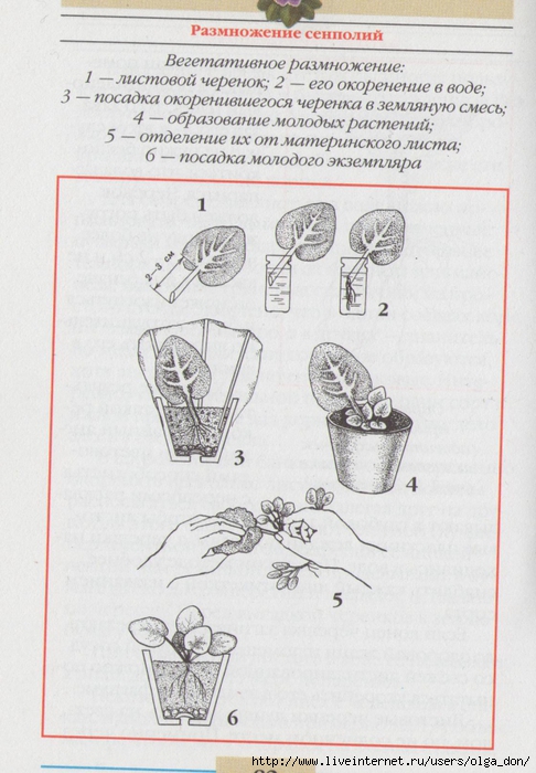 Схема фиалки для биологии