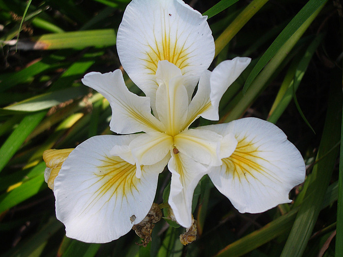 iris_douglasiana_cultivar (700x525, 122Kb)