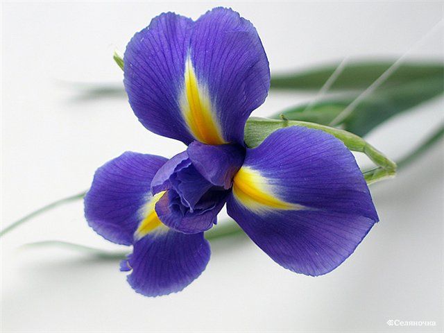 1268026726_bdef84bb2fa5 (640x480, 39Kb)