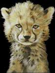  KK JW-007 Baby Cheetah (267x355, 15Kb)