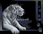  Panna J-277 White tiger (456x357, 22Kb)