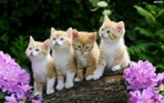 Превью beautiful_cats_wallpaper_d2914 (700x437, 247Kb)