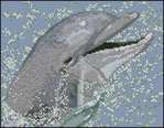  CMH Smiling Dolphin (309x240, 15Kb)