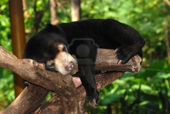 7412173-sleeping-sun-bear-on-tree (700x469, 62Kb)