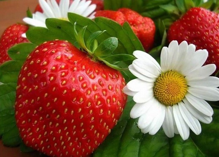 4783955_Strawberry_07 (700x500, 86Kb)