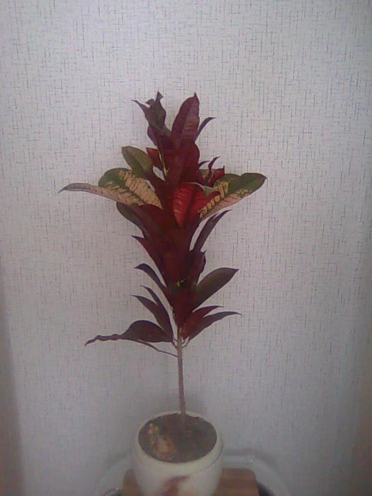 4826692_Foto0611_1_ (525x700, 44Kb)