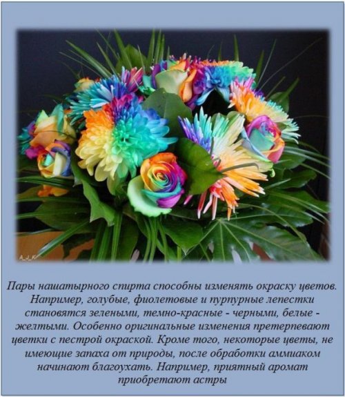 http://img1.liveinternet.ru/images/attach/c/5/87/313/87313709_large_1337241972_interesnyefakty5.jpg