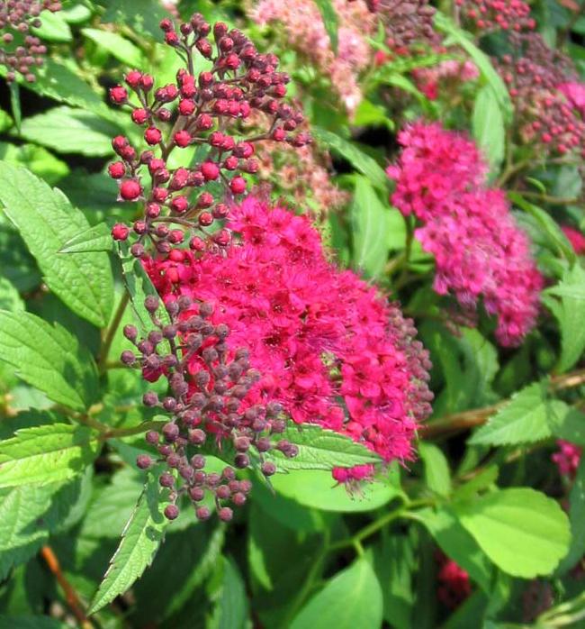 Spiraea_japonica_Darts_Red (650x698, 86Kb)