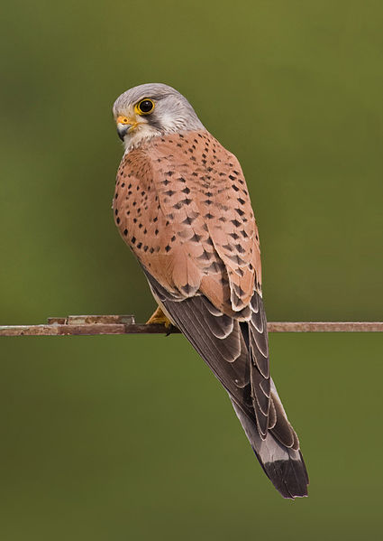 1979159_425pxCommon_kestrel_falco_tinnunculus (425x599, 31Kb)