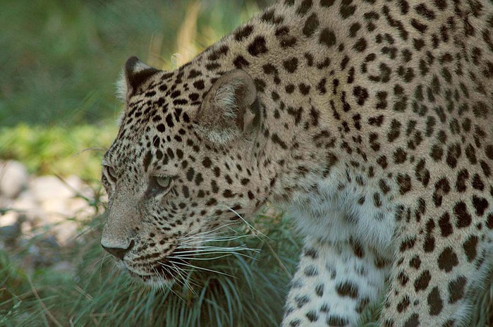 leopard_foto_01 (800x564, 124Kb)