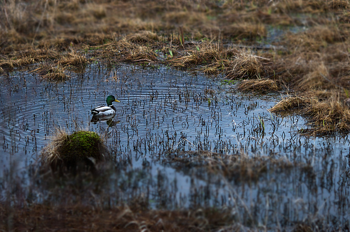 pitt lake (7) (700x465, 244Kb)