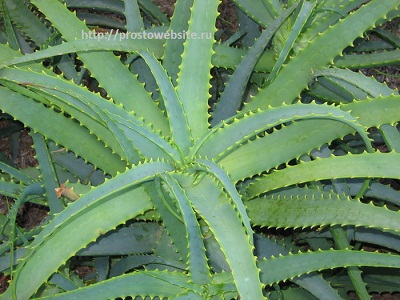 Aloe (400x300, 64Kb)