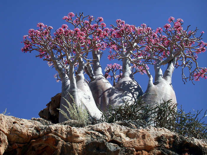 4826692_Adenium_obesum (700x525, 302Kb)