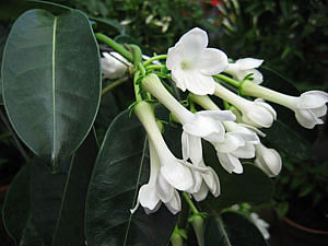 4826692_Stephanotis_floribunda (300x225, 17Kb)
