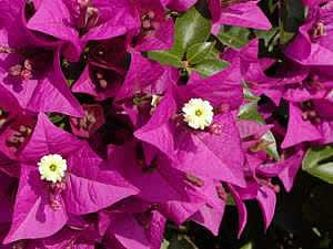 4826692_bougainvillea_glabra (300x225, 13Kb)