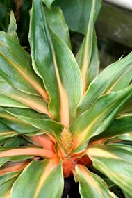 4826692_chlorophytum_amaniense (190x285, 18Kb)