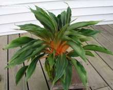 4826692_chlorophytum_amaniense_Fire_Flash (220x176, 6Kb)