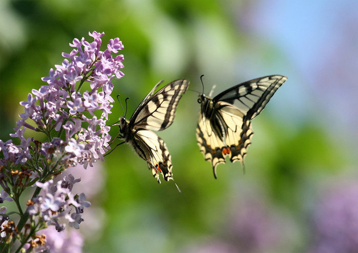 ______~1 (700x494, 117Kb)