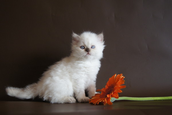 busa2 (600x399, 28Kb)