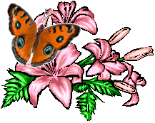 бабочка живая (217x173, 41Kb)