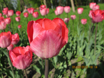  IMG_5945 (700x525, 260Kb)