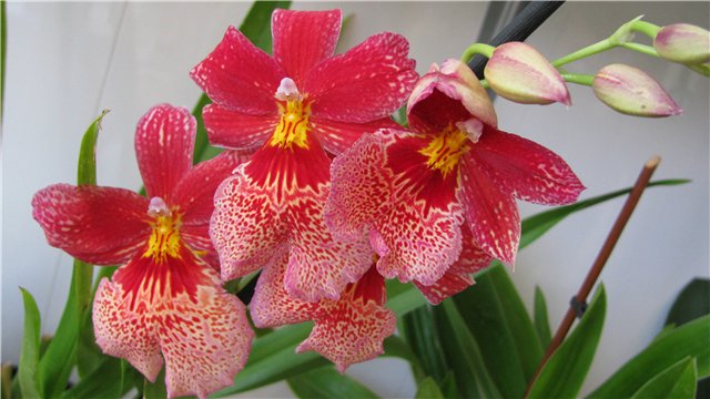 Орхидея кембридж фото