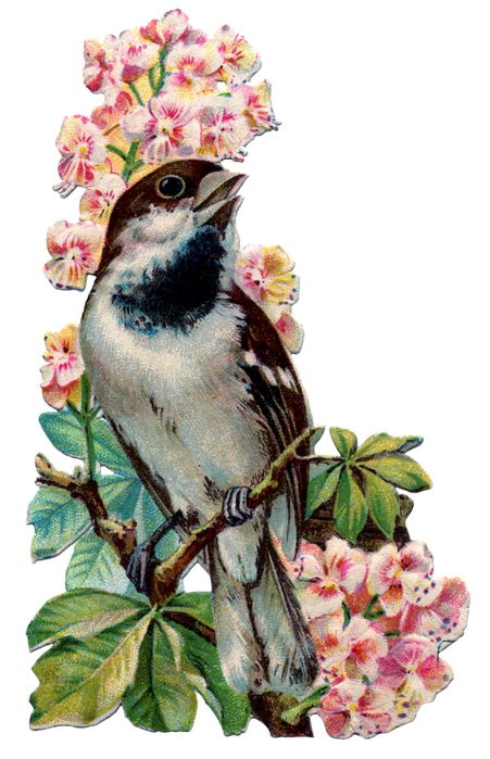 85544916_birds_and_flowers_vintage_image_graphicsfairy5b (451x699, 207Kb)