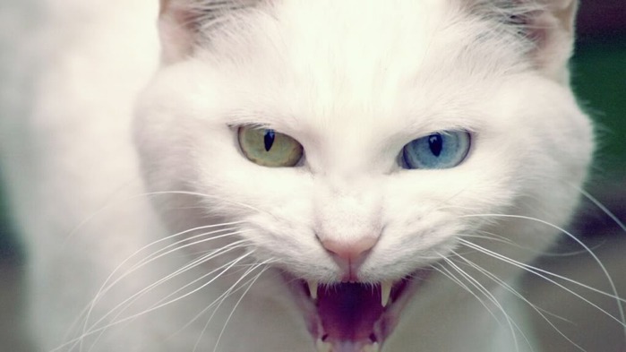 wild_white_cat-1280x720 (700x393, 46Kb)