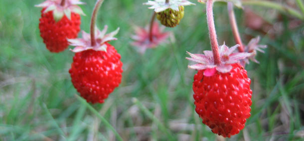 strawberry55 (610x283, 33Kb)