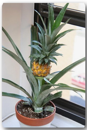 pineapple-plant-grow-at-home (298x443, 50Kb)