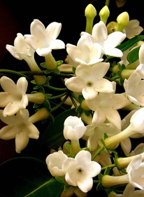 Stephanotis01_thumb (206x281, 26Kb)