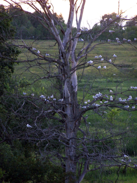 P6239401 (525x700, 323Kb)