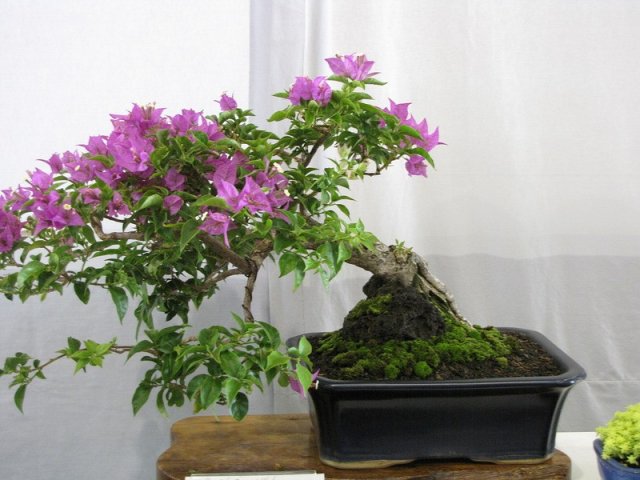 1332016344_bugenvilliya.-bonsai_7 (640x480, 59Kb)