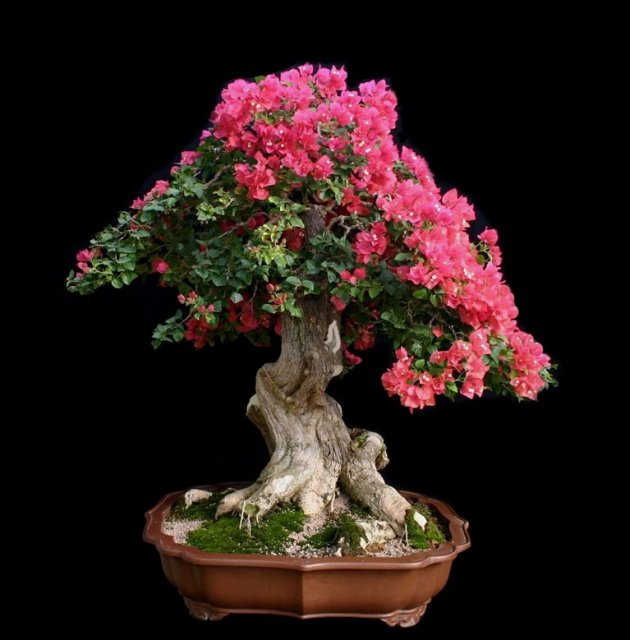 1332016404_bugenvilliya.-bonsai_10 (630x640, 57Kb)