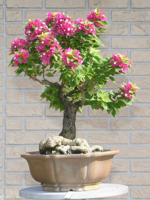 1332016426_bugenvilliya.-bonsai_24 (480x640, 75Kb)